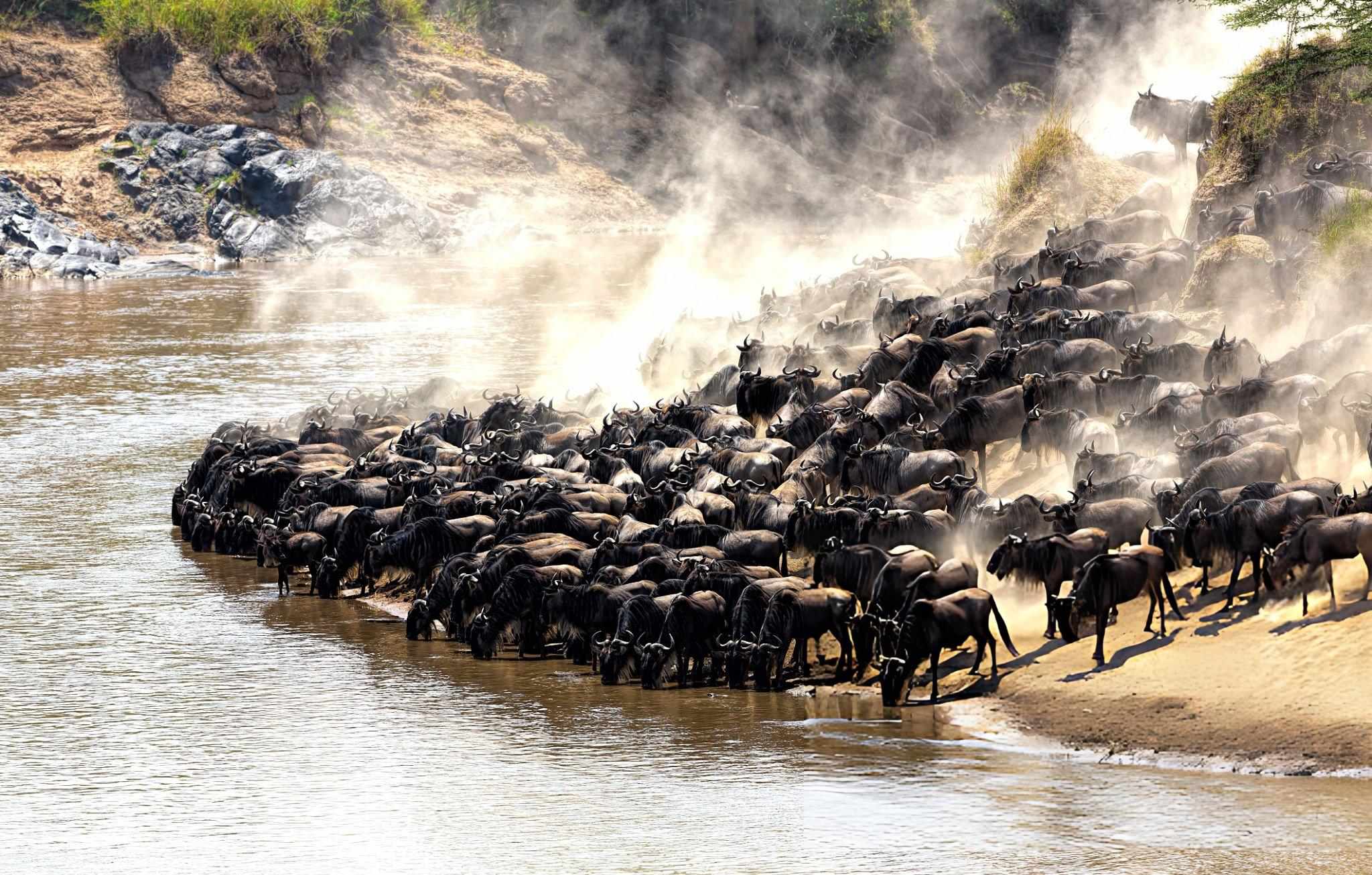 Great Migration River Crossing